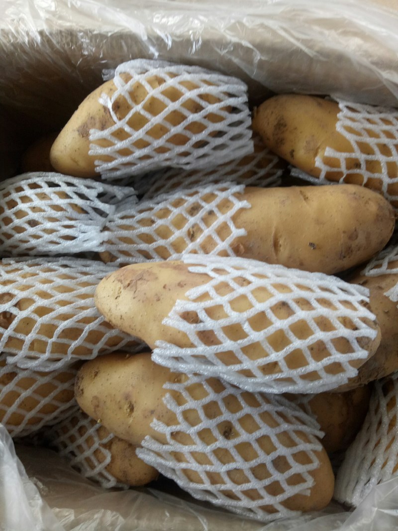 安丘冷库黄心土豆大量出货，量大从优价格便。