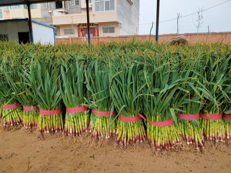 红根蒜苗大量上市，山西，陕西，银川，兰州，新疆