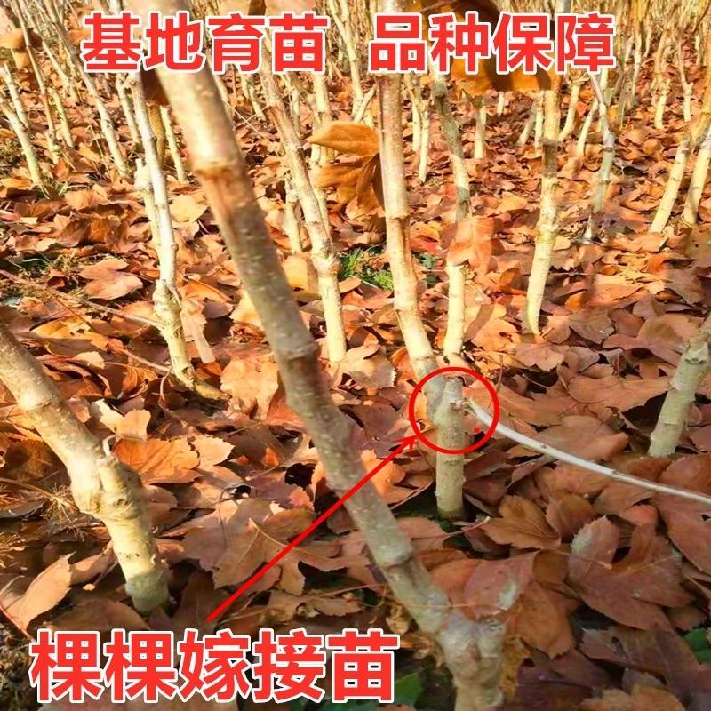 山楂苗山里红大五棱金星甜红子品种纯正基地直发嫁接苗