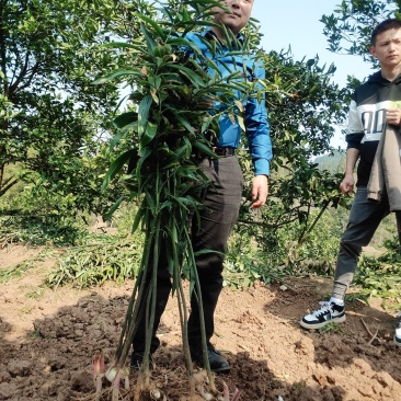 不倒苗多花大品种全芽头