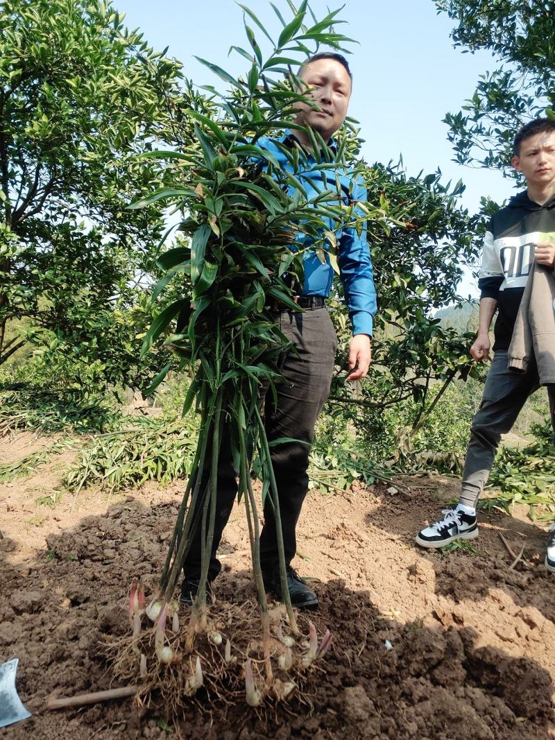 不倒苗多花大品种全芽头