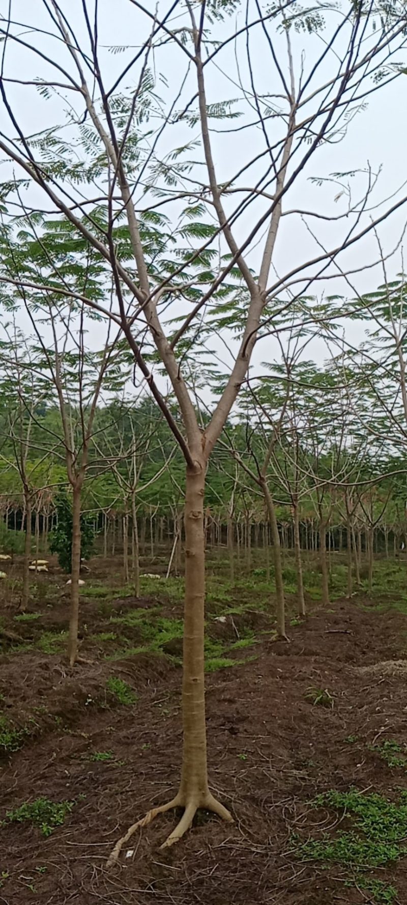 出售各种规格绿化园林凤凰树，基地直销一手货源8至25公分
