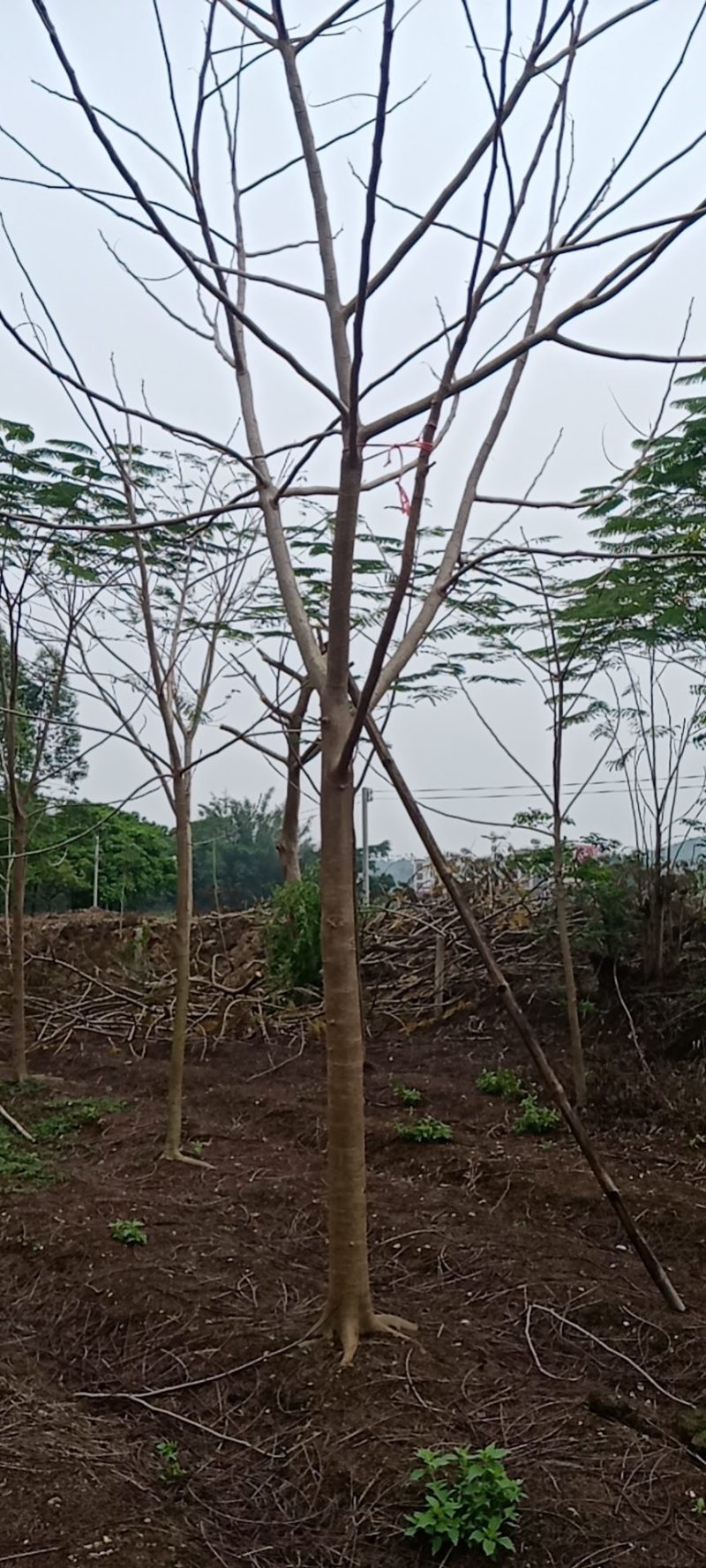 出售各种规格绿化园林凤凰树，基地直销一手货源8至25公分