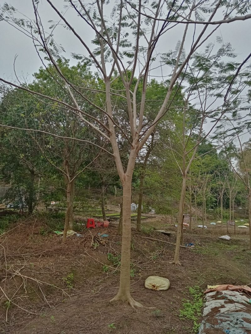 出售各种规格绿化园林凤凰树，基地直销一手货源8至25公分