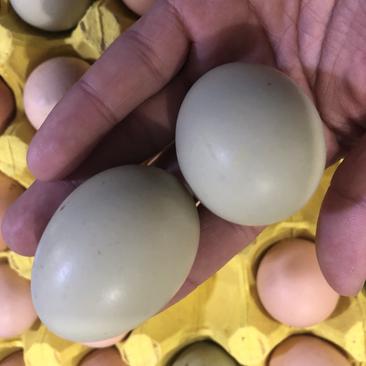 厦门土鸡蛋，放养土鸡蛋，鸡蛋批发（3.15号价格）量大优惠