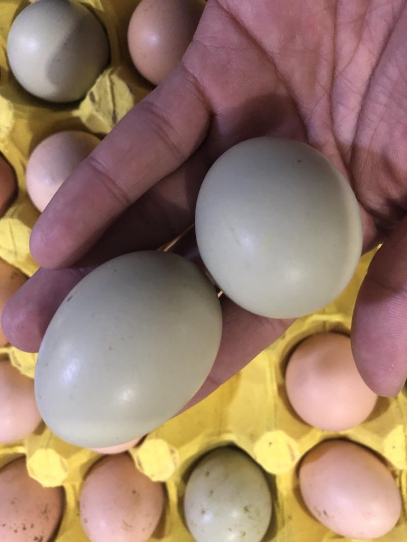 厦门土鸡蛋，放养土鸡蛋，鸡蛋批发（3.15号价格）量大优惠