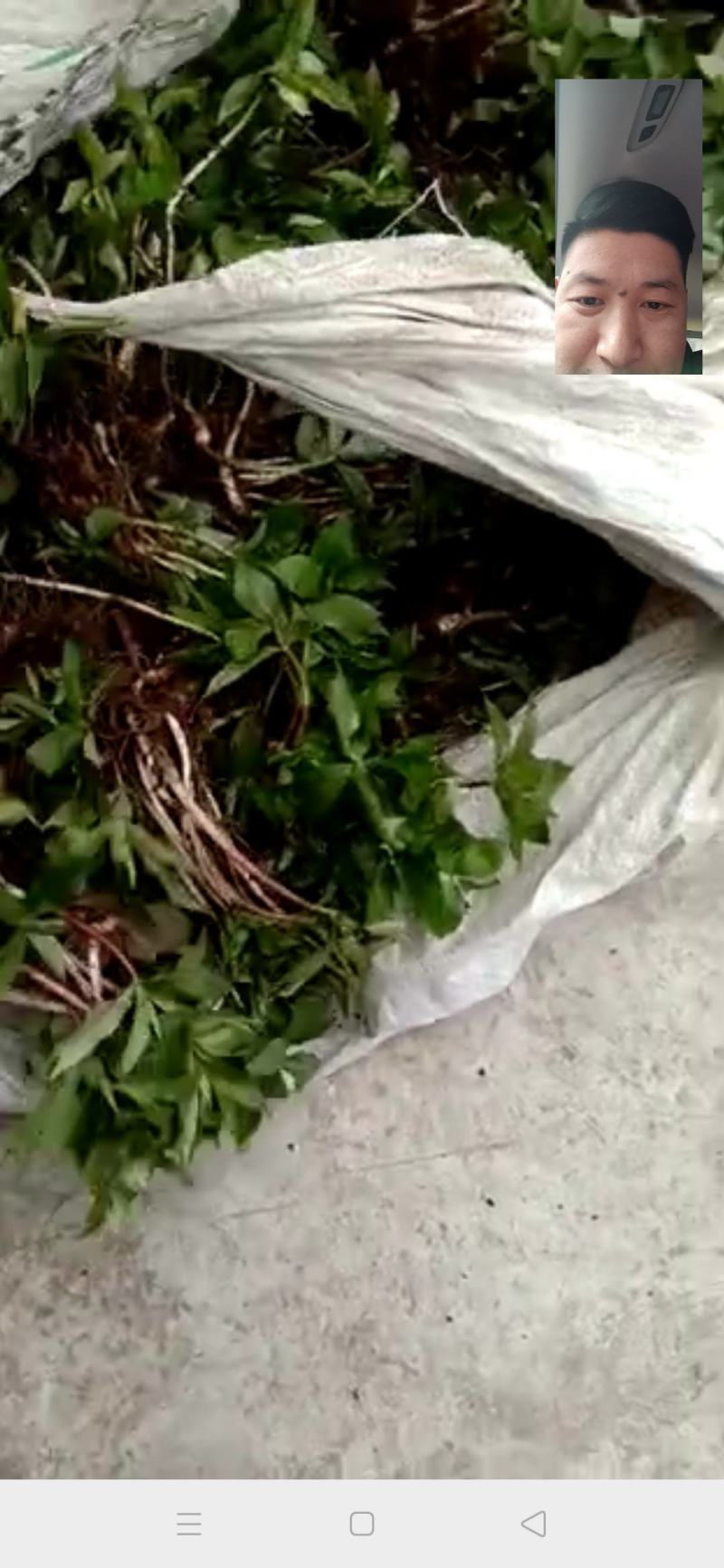 重楼苗有没有喜欢2-4年