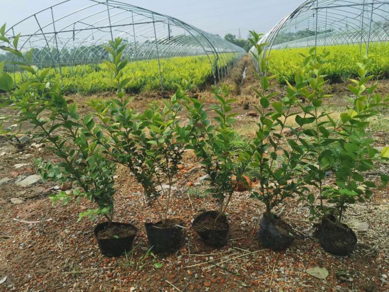 【推荐】金叶女贞杯苗规格齐全保证成活园林绿化工程用苗量大价低