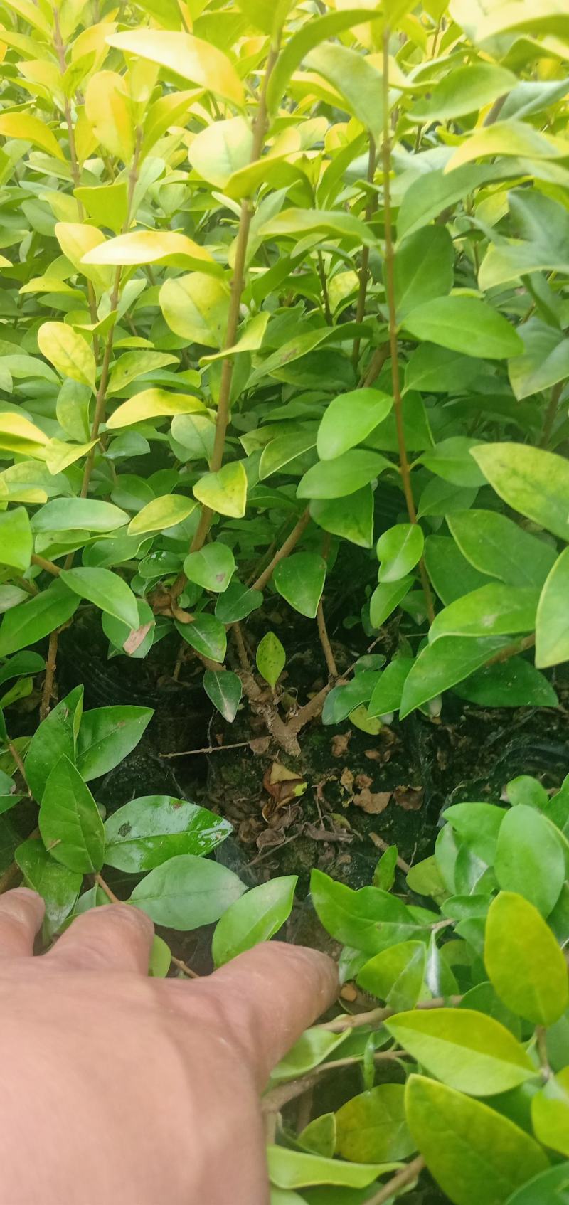 【推荐】金叶女贞杯苗规格齐全保证成活园林绿化工程用苗量大价低