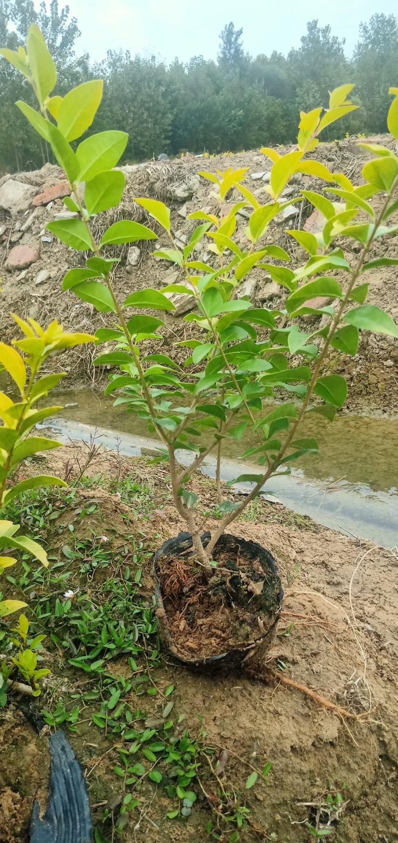 【推荐】金叶女贞杯苗规格齐全保证成活园林绿化工程用苗量大价低