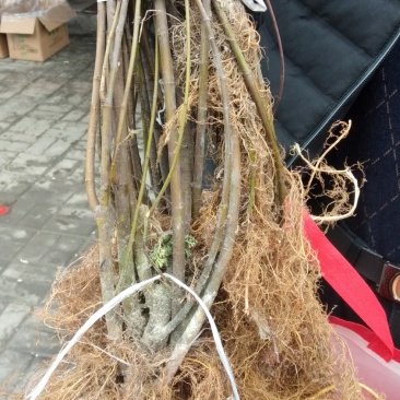 白花牛奶根煲汤的好材料！