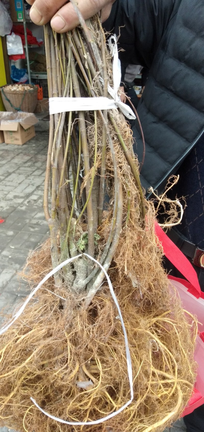 白花牛奶根煲汤的好材料！