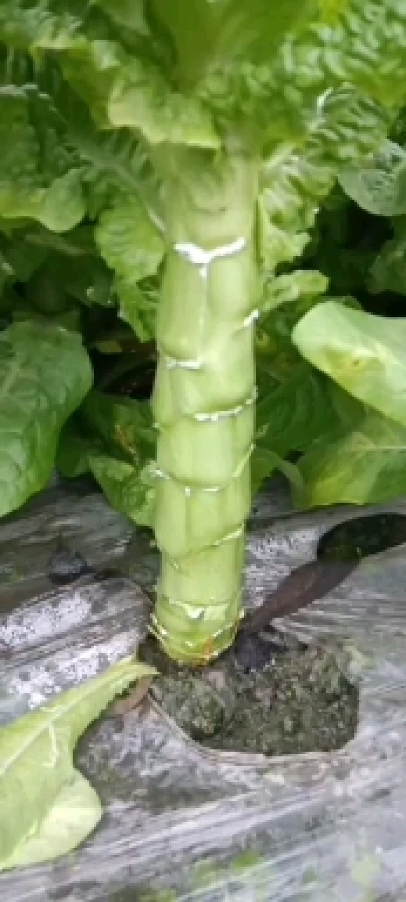 三青莴笋翡翠精品