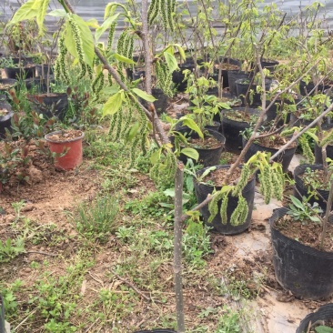 🈶️好货，台湾四季长桑