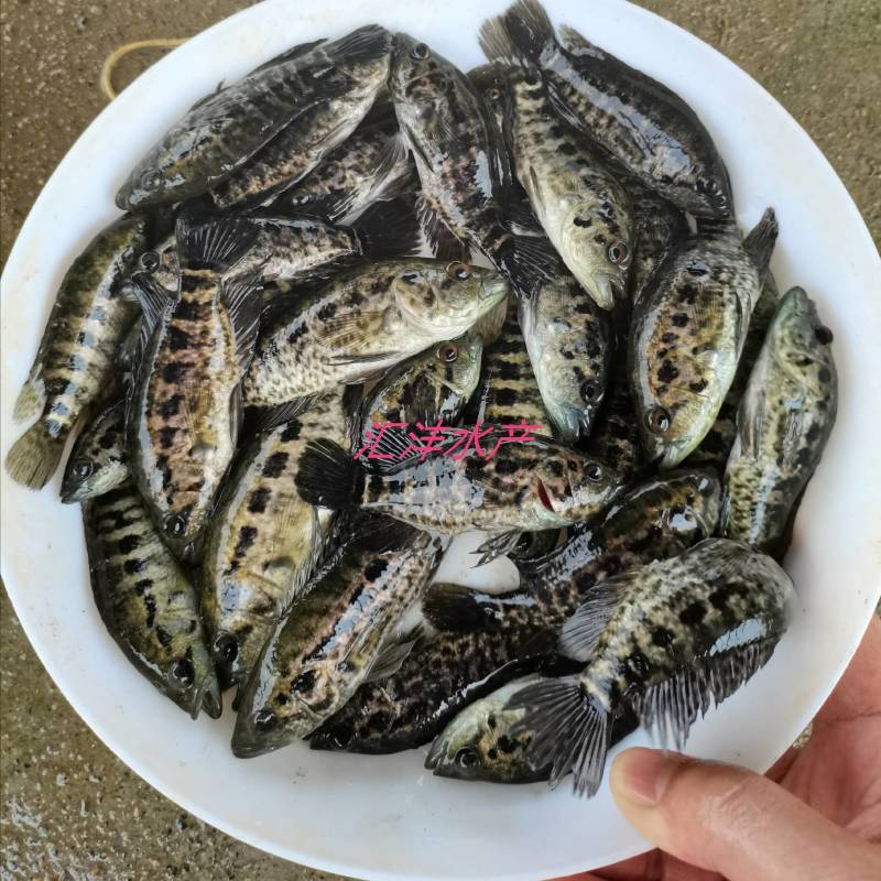 淡水石斑鱼品种优良货源稳定，包成活技术指导！