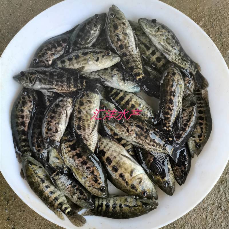 淡水石斑鱼品种优良货源稳定，包成活技术指导！