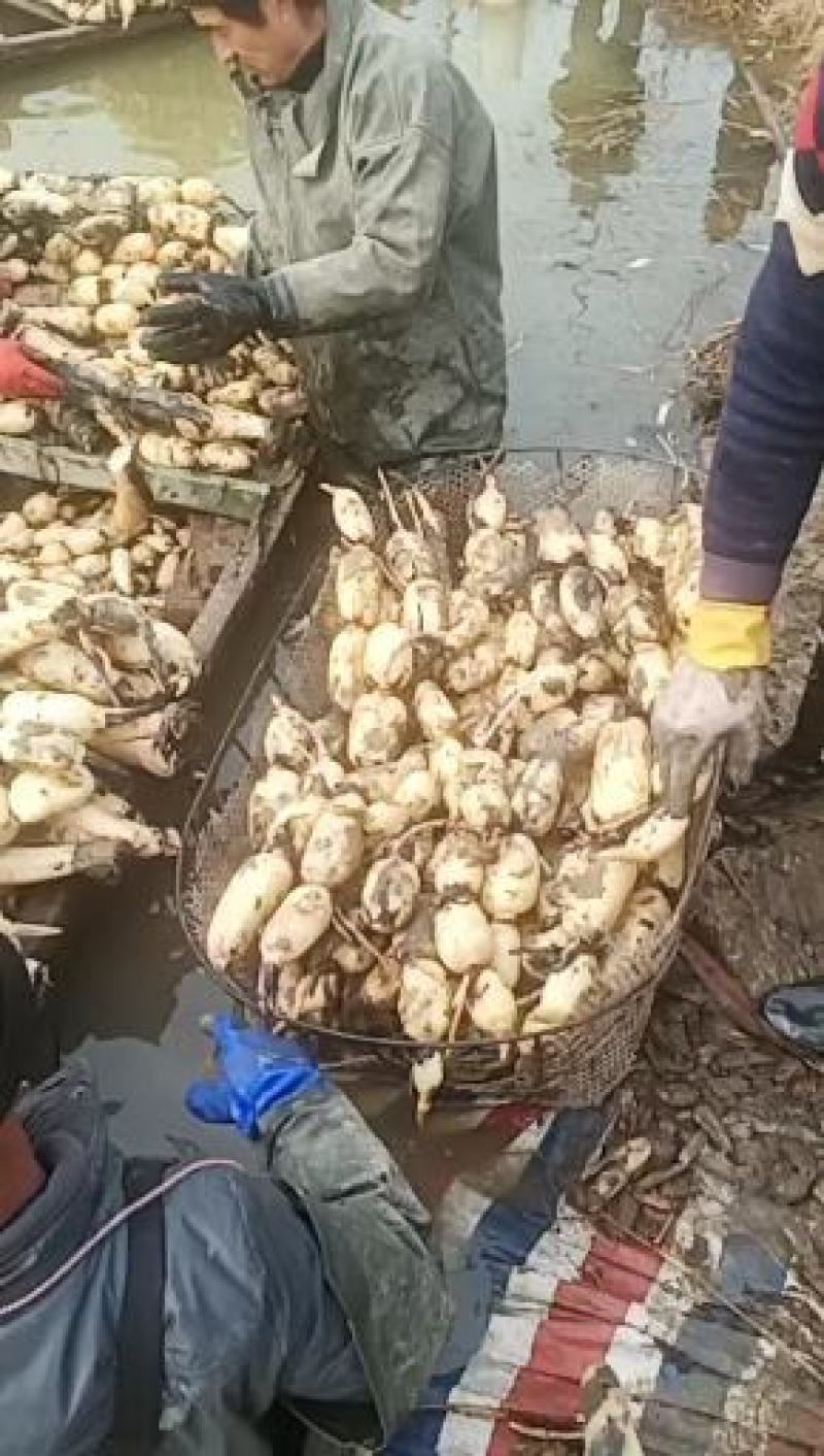 【莲藕苗】品种有37,35，南京池，鄂莲系列，6号，红芽