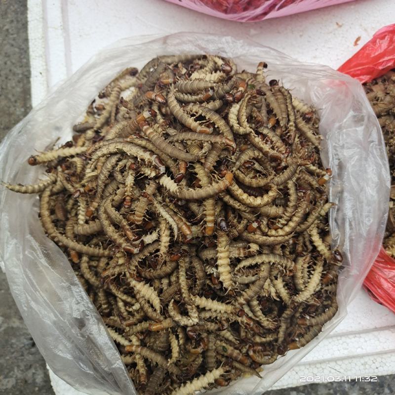 湘西土特产桃花虫水蜈蚣（全国包邮）好