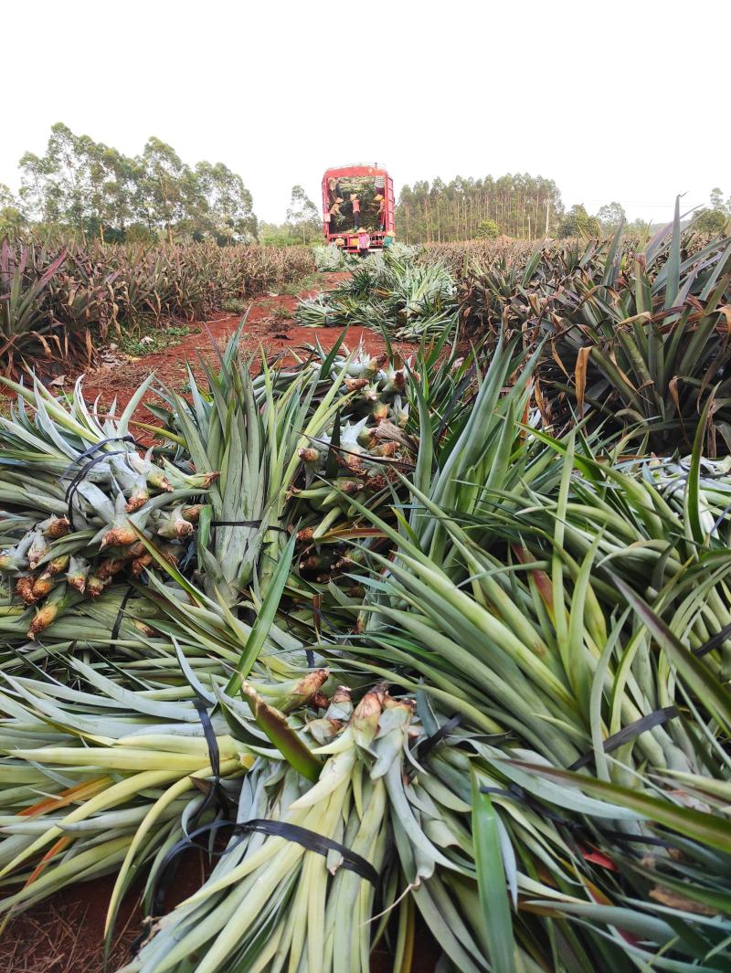 台湾凤梨苗装车发货，16号甜蜜蜜凤梨苗裸价6毛，4号手撕