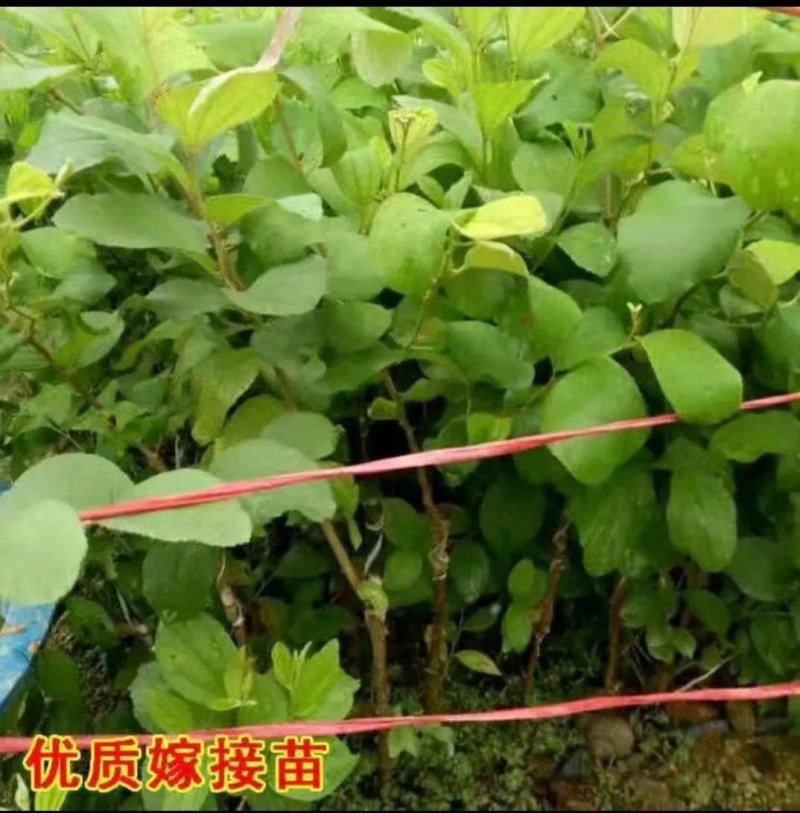 广西苹果枣苗正宗台湾苹果枣南北方盆栽地栽庭院种植