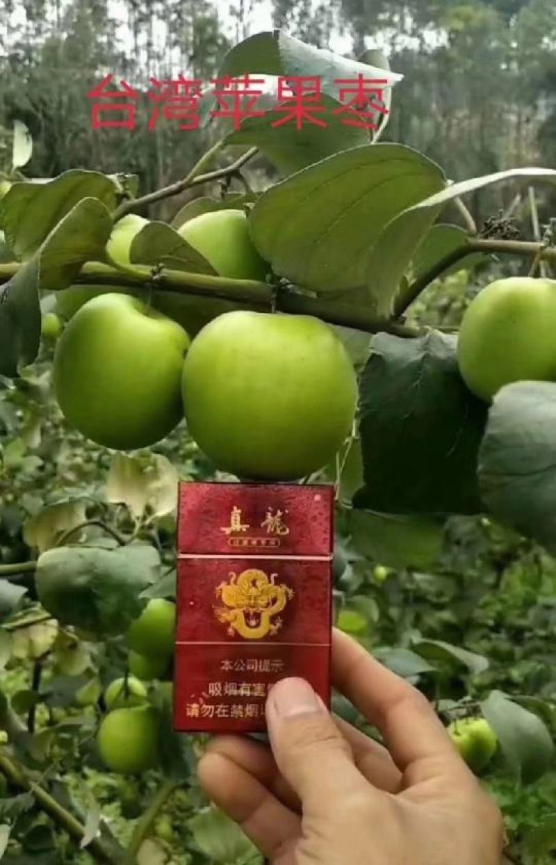 广西苹果枣苗正宗台湾苹果枣南北方盆栽地栽庭院种植