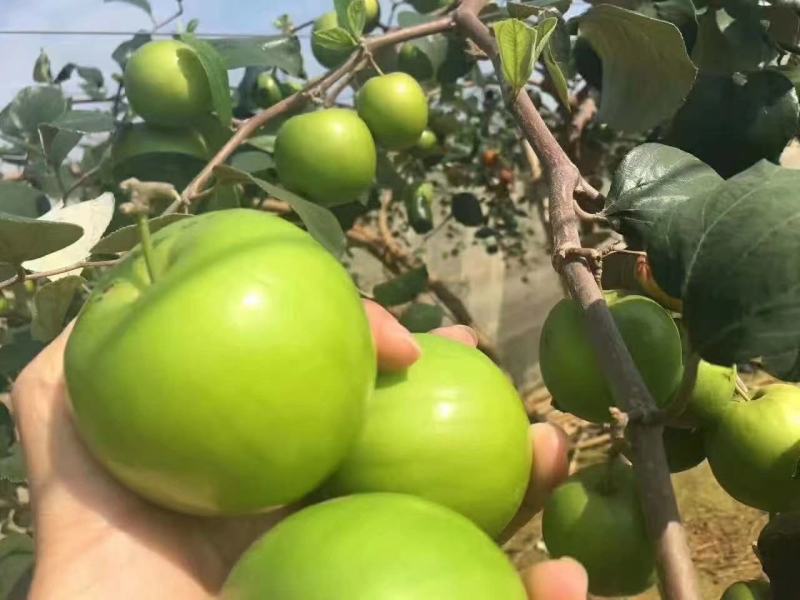 广西苹果枣苗正宗台湾苹果枣南北方盆栽地栽庭院种植