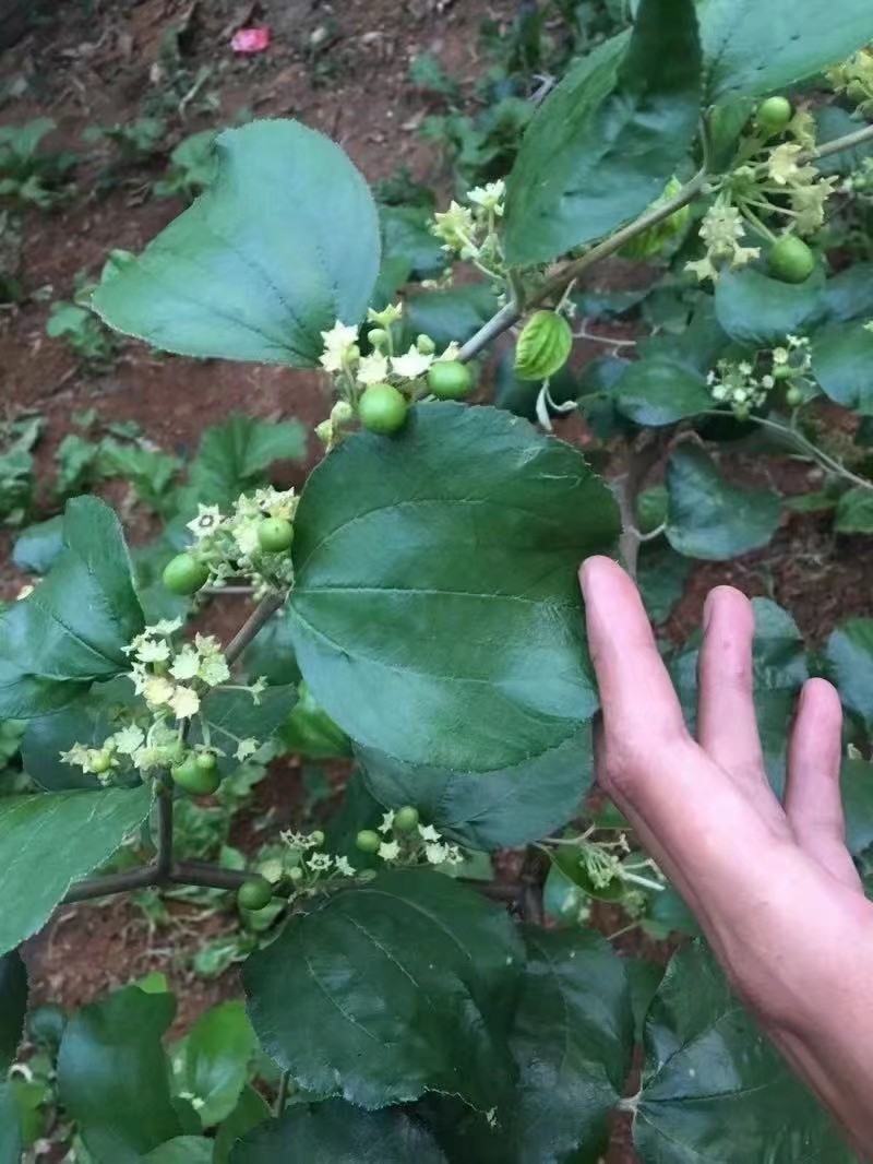 广西苹果枣苗正宗台湾苹果枣南北方盆栽地栽庭院种植