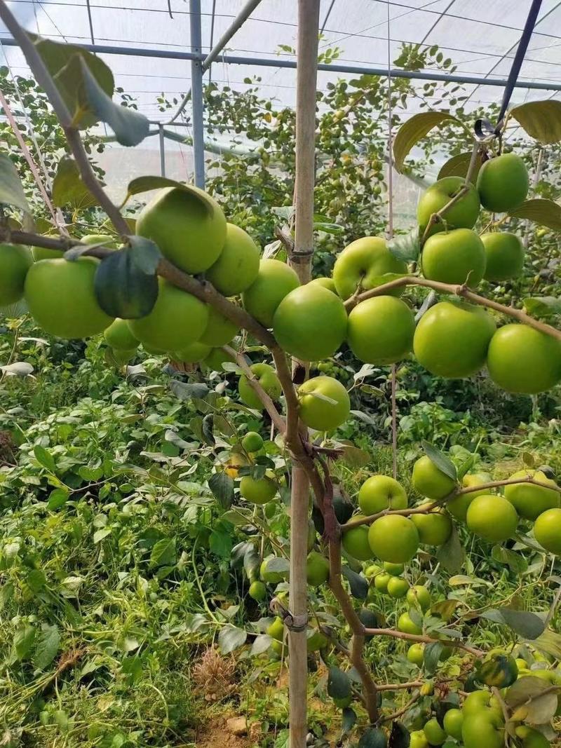 广西苹果枣苗正宗台湾苹果枣南北方盆栽地栽庭院种植