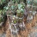 广西苹果枣苗正宗台湾苹果枣南北方盆栽地栽庭院种植