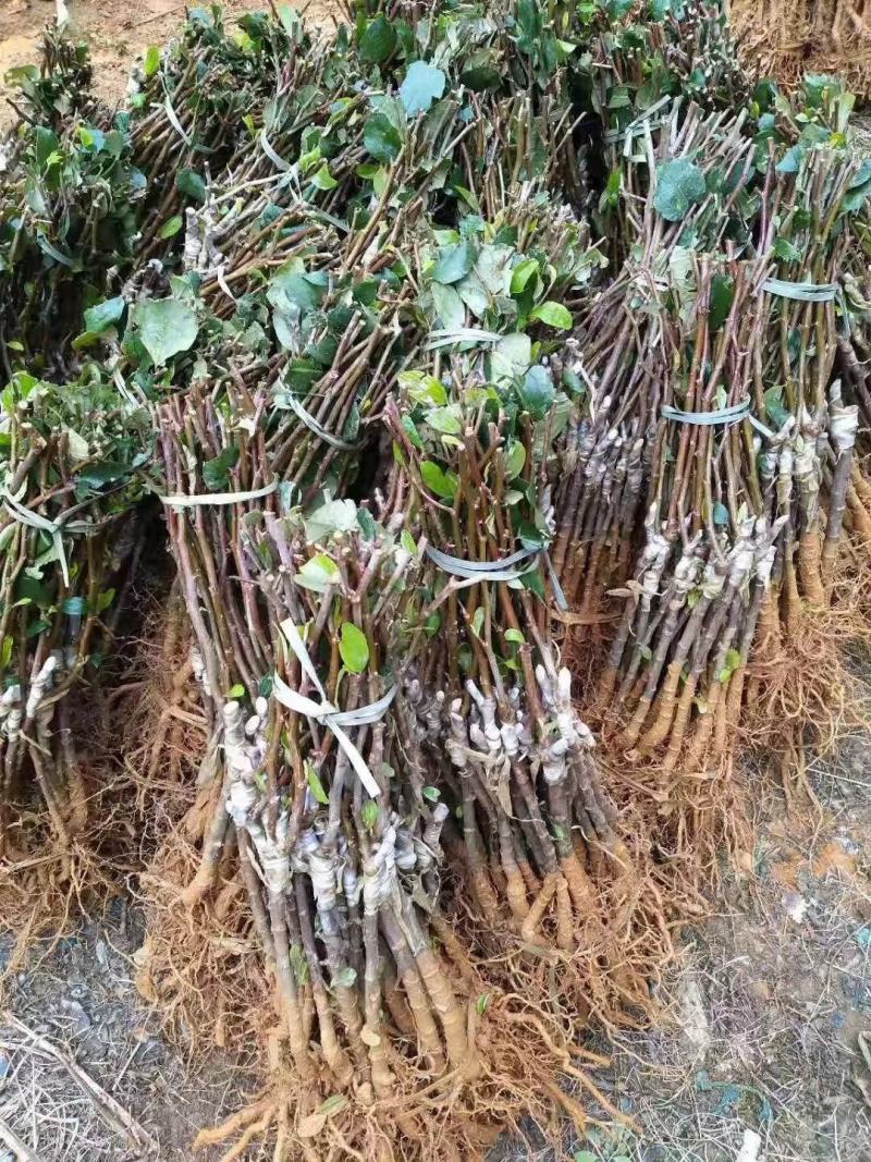 广西苹果枣苗正宗台湾苹果枣南北方盆栽地栽庭院种植