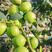 广西苹果枣苗正宗台湾苹果枣南北方盆栽地栽庭院种植