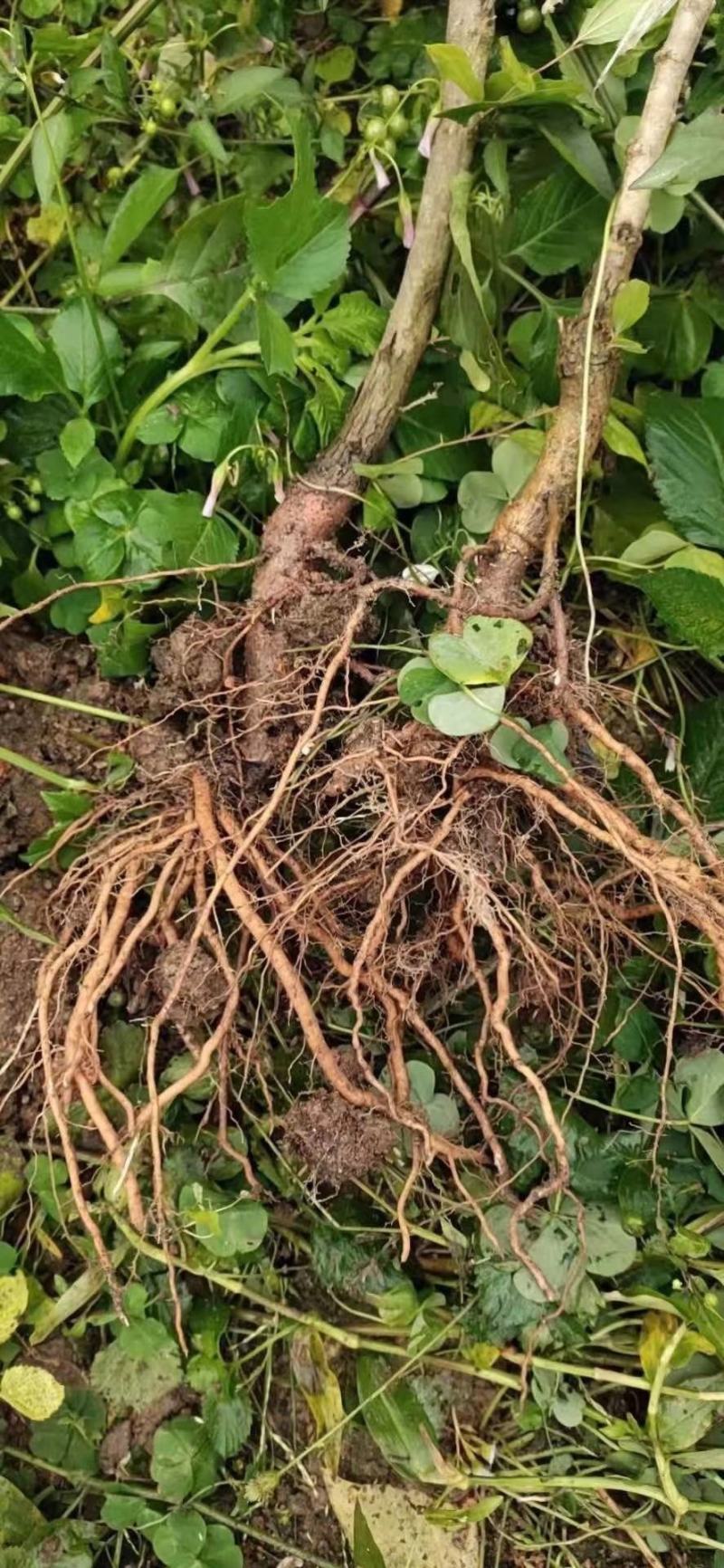 广西苹果枣苗正宗台湾苹果枣南北方盆栽地栽庭院种植