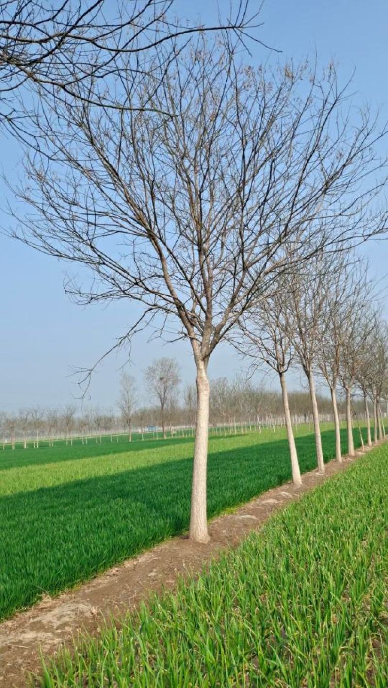 山东菏泽郓城18公分精品国槐大量现货出售