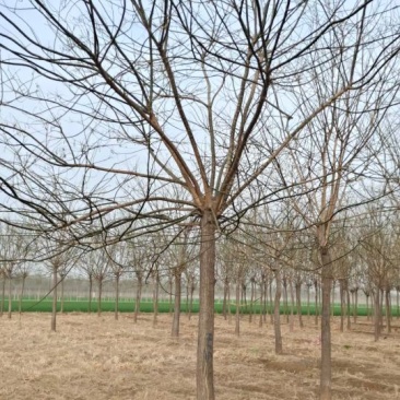 山东菏泽郓城18公分精品国槐大量现货出售