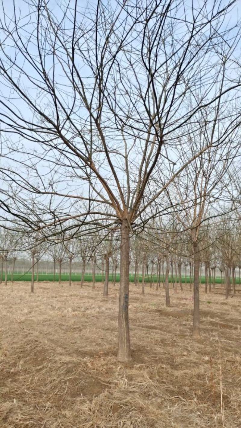 山东菏泽郓城18公分精品国槐大量现货出售