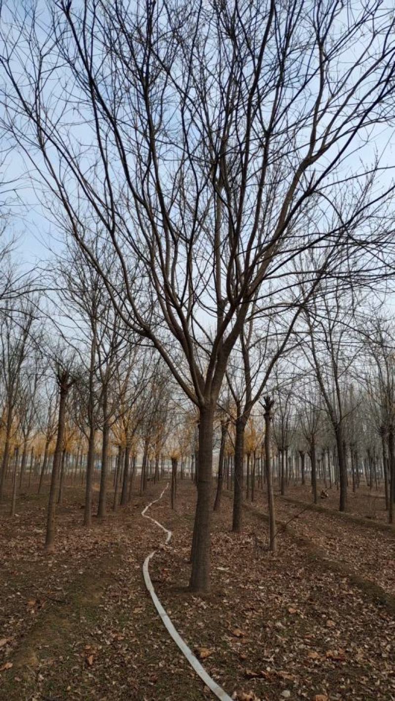 山东菏泽郓城18公分精品国槐大量现货出售