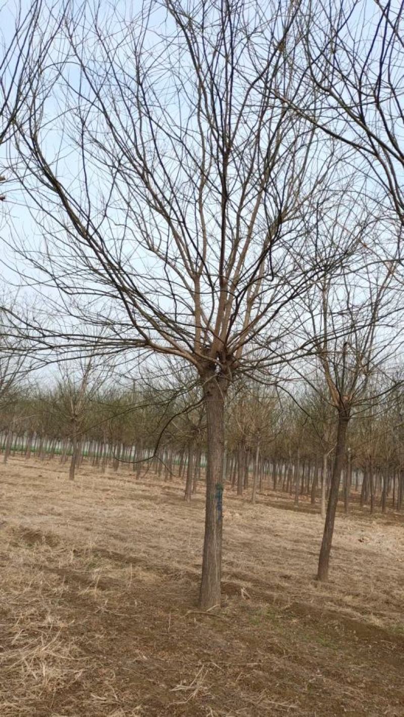山东菏泽郓城18公分精品国槐大量现货出售