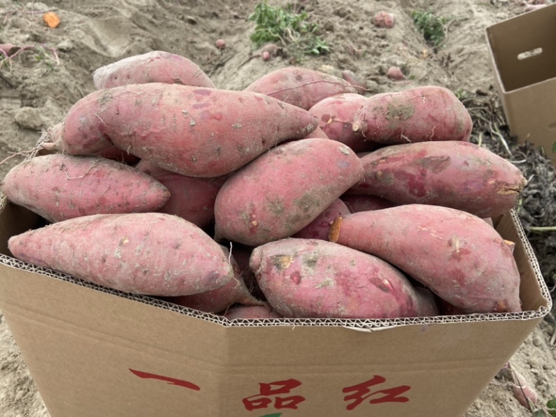 一级靓货西瓜红，价格实惠欢迎订购