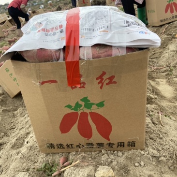 一级靓货西瓜红，价格实惠欢迎订购