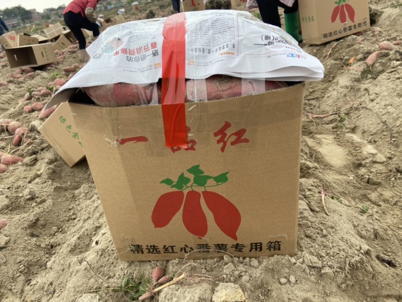 一级靓货西瓜红，价格实惠欢迎订购