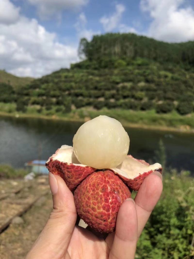 广西无核荔枝苗无核荔枝南北方盆栽地栽庭院种植