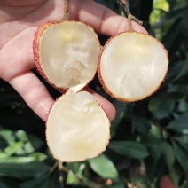 广西无核荔枝苗无核荔枝南北方盆栽地栽庭院种植