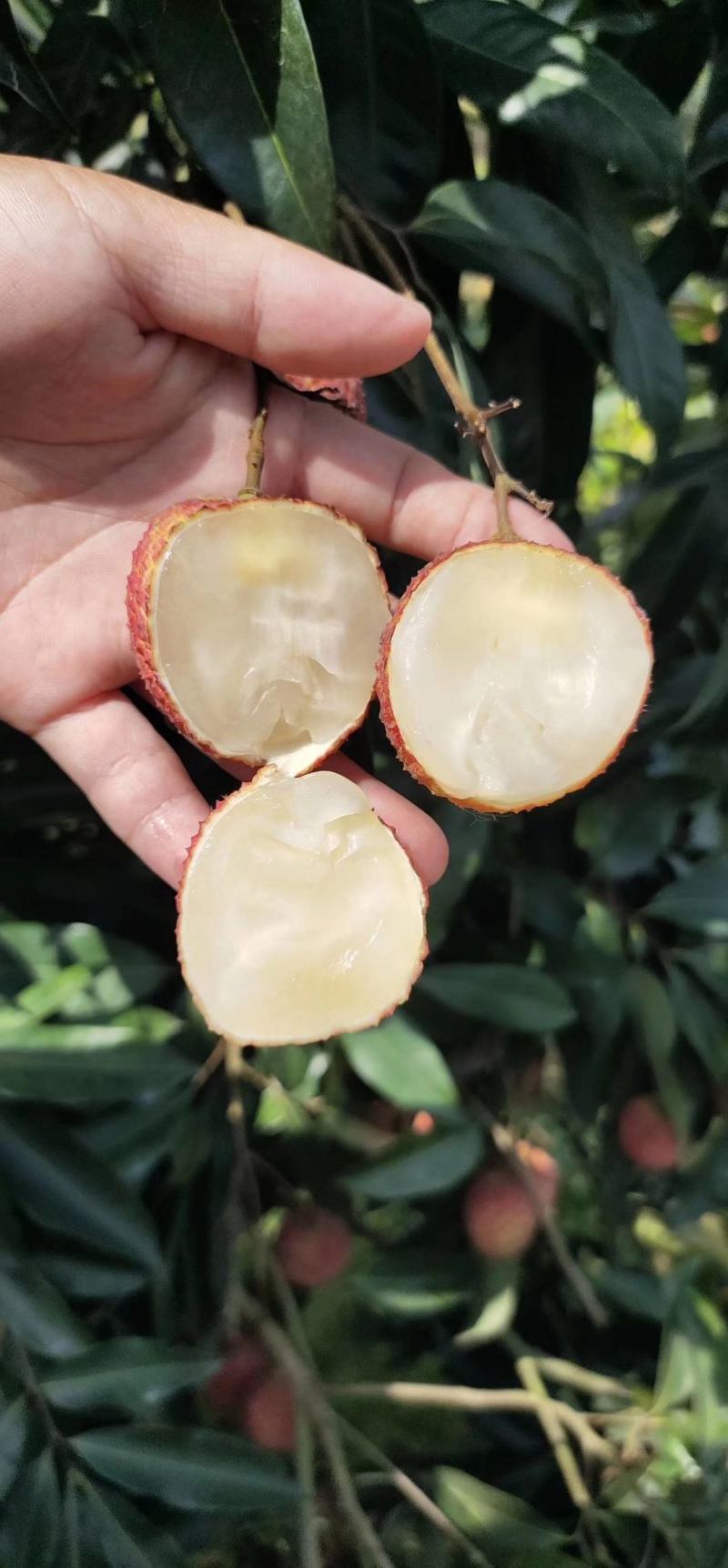 广西无核荔枝苗无核荔枝南北方盆栽地栽庭院种植