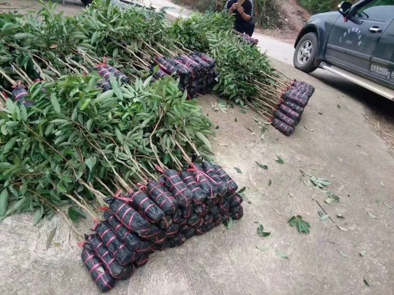 广西无核荔枝苗无核荔枝南北方盆栽地栽庭院种植