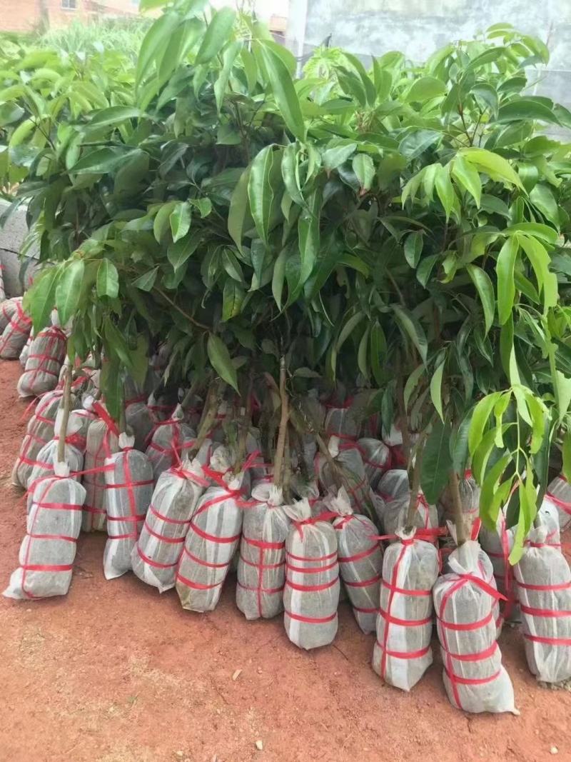 广西无核荔枝苗无核荔枝南北方盆栽地栽庭院种植