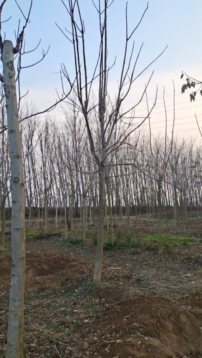 山东菏泽郓城县12到15公分千头椿大量现货