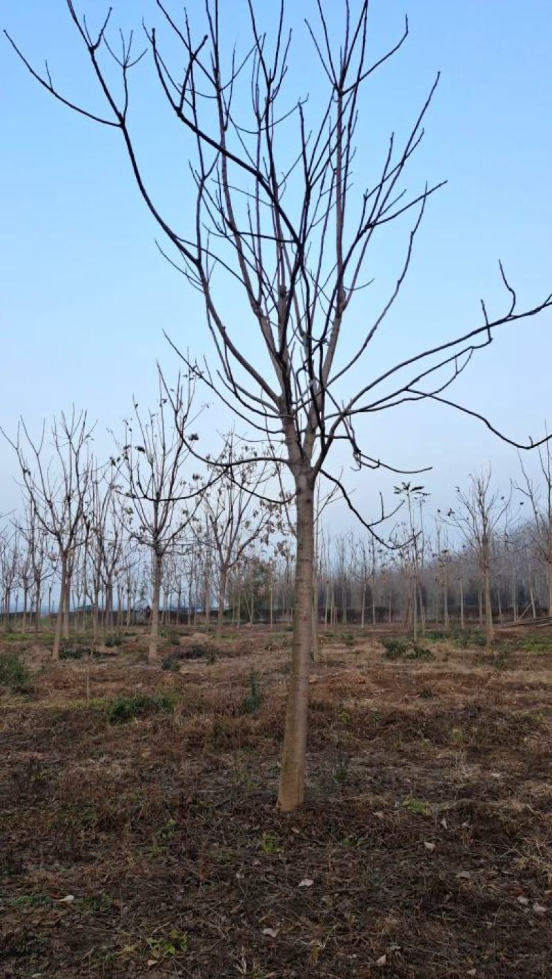 山东菏泽郓城县12到15公分千头椿大量现货