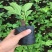 精品无花果苗波姬红布兰瑞克青皮无花果苗保纯度保技术