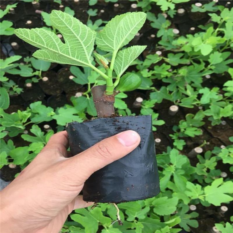 精品无花果苗波姬红布兰瑞克青皮无花果苗保纯度保技术