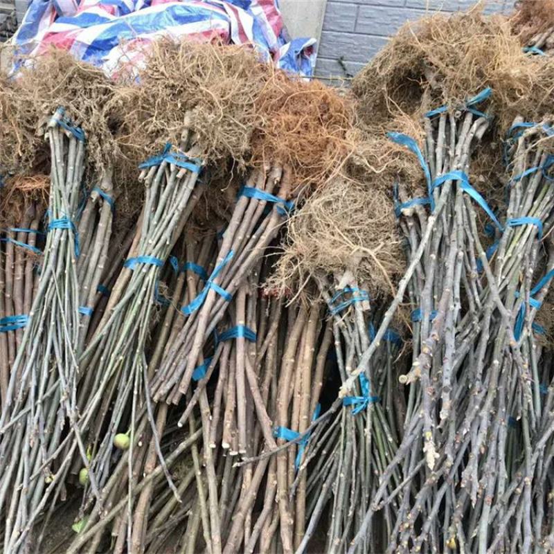 精品无花果苗波姬红布兰瑞克青皮无花果苗保纯度保技术